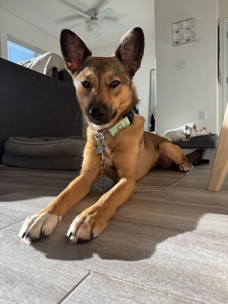 Yoshi