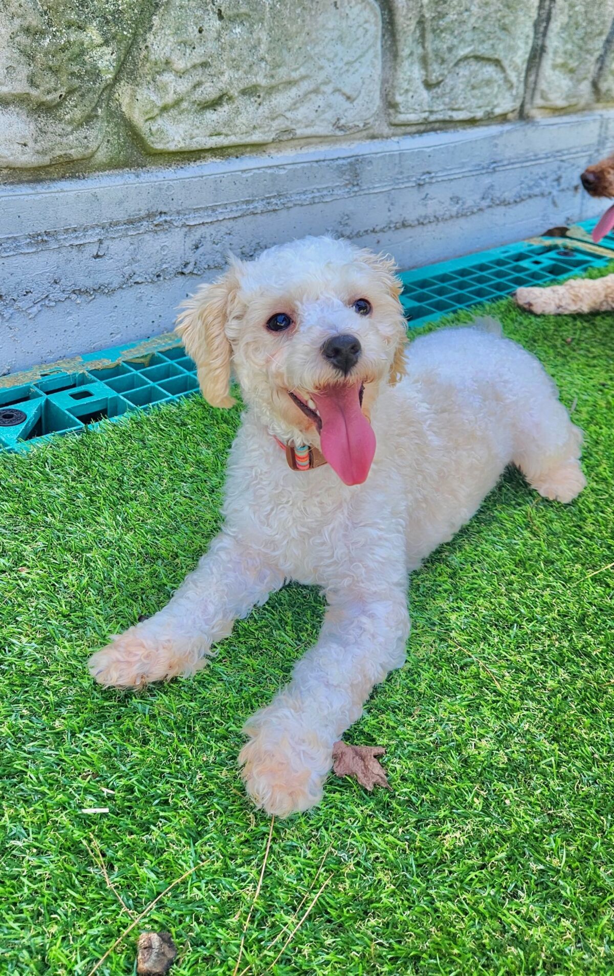 Apollo